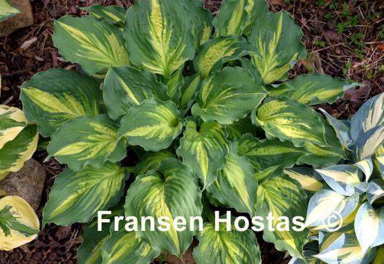 Hosta Lakeside Paisley Print